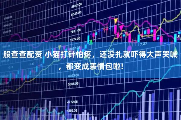 股查查配资 小猫打针怕疼，还没扎就吓得大声哭喊，都变成表情包啦!